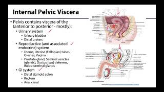 Pelvic Viscera Peritoneum  Learning Objectives [upl. by Broucek]