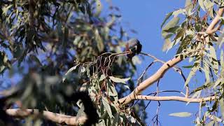 White browed Woodswallow 04042023 [upl. by Ttoile]