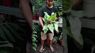 Philodendron Giganteum Blizzard [upl. by Aihsilat709]