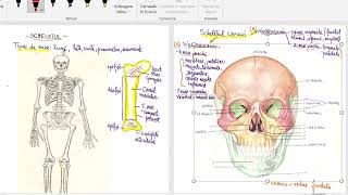 Scheletul corpului uman [upl. by Tonie]