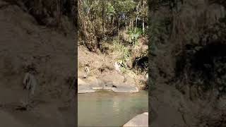 Trekking do Tamanduá margens do Rio Camanducaia com maravilhosa cachoeira [upl. by Eilerua]