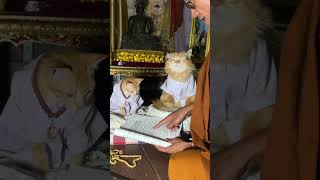 Buddha meditation cat meditation namobuddhay buddhaspeacefullife [upl. by Gelya]