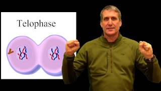 cell cycle physical pneumonic device mitosis [upl. by Tjon]