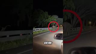 Se encontraron con un elefante muy agresivo 😳 [upl. by Tybi]