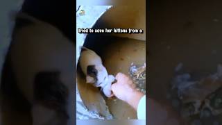 Heroic Mom Cat Saves Kittens from Flooded Drainpipe shorts [upl. by Santa]