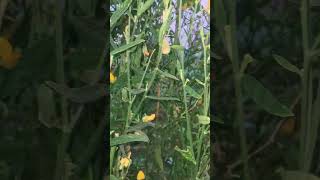 Crotalaria Juncea shorts youtubeshorts [upl. by Sanchez]