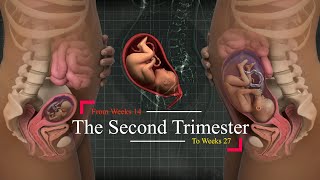 Second Trimester of Pregnancy Your weekly guide Weeks 1427 👼🏻💞🤰🏻 [upl. by Aslam]