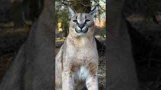 Caracals are medium sized wildcats facts animals wildanimalfacts cat shorts short [upl. by Nirred]