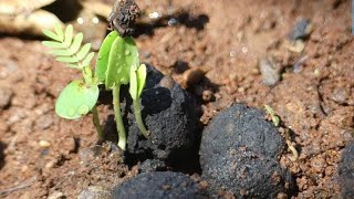 Sorting and planting indegenous tree seeds I I have never done this before [upl. by Rolyak]