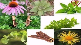 10 Herbal Remedies for Respiratory Problems [upl. by Eisenberg]