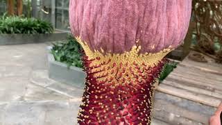 Corpse Flower 2020  spathe removal for pollen collection [upl. by Leeann]