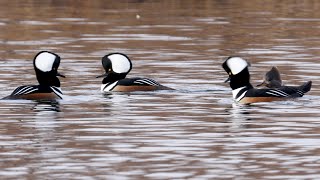 Hooded Mergansers Courtship Display [upl. by Raynold441]