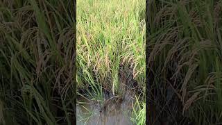 GROWING RICE FROM SCRATCH TO HARVEST [upl. by Dylana]