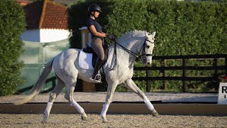 Horse For Sale  Piro Free Lusitano Schoolmaster REF349 [upl. by Allie]