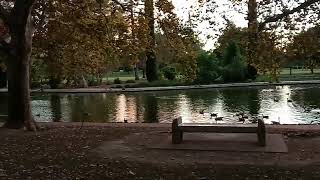 Fall evening at the duck pond 2 [upl. by Suirauqed255]