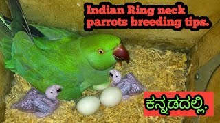 What are the tips of breeding your Indian ring neck parrots PSALLPETS  Breeding tips in kannada [upl. by Nahum]