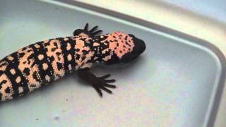 Heloderma suspectum Gila Monster Taking a Bath and Drinking Some Water [upl. by Ais]