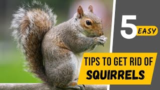 How To Get Squirrels Out Of Your WallsSuper Effective Fast Methods [upl. by Aymer25]