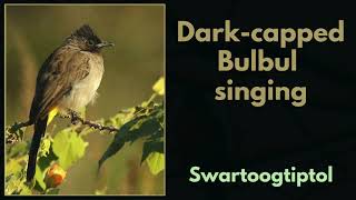 Darkcapped Bulbul singing [upl. by Prowel520]