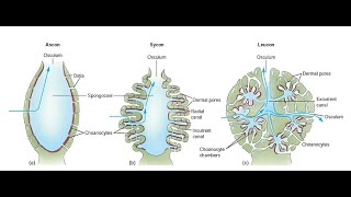 Canal System in Sponges  Ascon Sycon and Leucon [upl. by Orenid137]