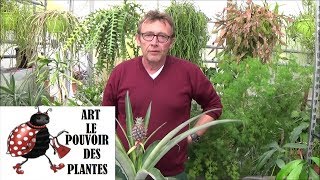 Conseil jardinage comment réussir sa bouture dananas Comment faire pousser un ananas [upl. by Aja]