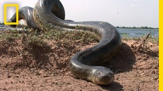 5 Grown Men Vs 1 Big Snake  National Geographic [upl. by Nabetse599]