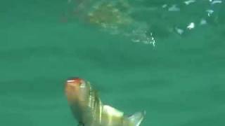 TackleTour  Spro BBZ1 4quot Shad [upl. by Emelia]