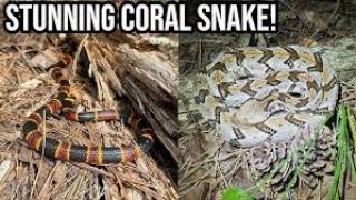 Rattlesnakes vs Coral Snakes Key Differences VEED [upl. by Lecia476]