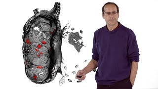 Didier Stainier MPI 2 Cardiac Trabeculation [upl. by Vina]