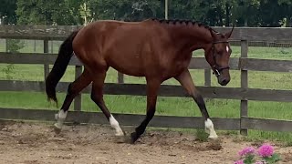 Qrescenda ESH  2022 Hanoverian Mare  QreditDonatelli [upl. by Erland]