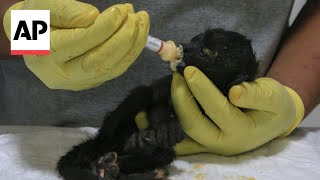 Howler monkeys are dropping dead from trees in Mexicos intense heat [upl. by Louie]