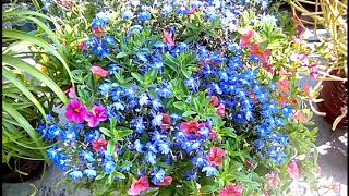 Lobelia and Calibrachoa mix  Container Gardening [upl. by Samanthia]