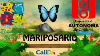 Zoologico de Cali  Mariposario [upl. by Ahrat963]