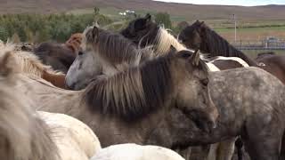 Pferdeabtrieb in Island 6 Auðkúlurétt 2018 [upl. by Gilbertine709]