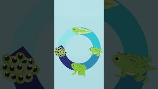 frog life cycle for kids shorts [upl. by Ibot127]