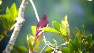 Pompadour Cotinga  Xipholena punicea  anambépompadora [upl. by Goode564]