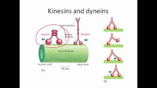 Cell Lab Microtubule Based Motility [upl. by Carolynn436]