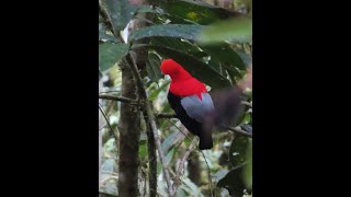 Bird Club Meeting with Speaker Rexanne Bruno “Birding the Ecuadorian Andes March 2024” [upl. by Polky101]