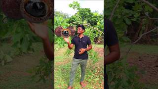 இந்த மரம் துணி துவைக்குதா soapnuts tree rare [upl. by Yarak]