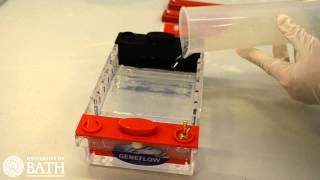 Agarose gel electrophoresis [upl. by Ecnarual]