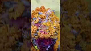 pareo tinmohani ka pandal 🙏🙏🙏🙏🙏shots video [upl. by Iclek]