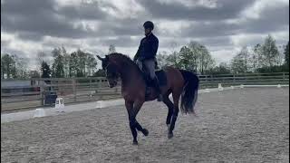 Dana  Dutch Dressage Horse from Holland for Sale 1 [upl. by Esekram999]