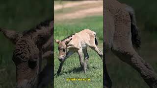 У нас родился жеребёнок лошади Пржевальского tashkentzoo animals shortsvideo [upl. by Issiah]