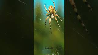 How Do Spider Build Their Webs  animals fact [upl. by Nohsauq421]