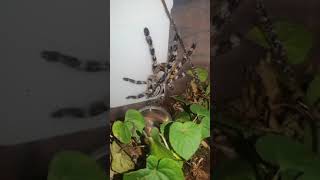 Pregalis just chilling😃😯 tarantula rainforestanimalsound shorts [upl. by Valery]