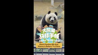 【Pandas World Travel】Giant Pandas Bili And Xiannus Return To China  iPanda [upl. by Hepza306]