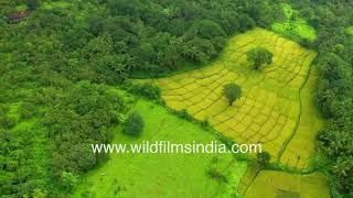 Rice fields and paddies in Goa monsoon with coconut trees A different Goa from that along beaches [upl. by Tillie]