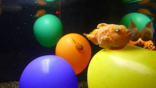 Balloon lumpfish in Tokyo [upl. by Ameekahs]