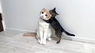 保護した子猫とはな坊が初対面したら懐かれすぎて出会ってすぐにこんなことになっちゃいました… [upl. by Jorie651]