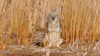 Coyote Country myth vs fact [upl. by Hgielram359]